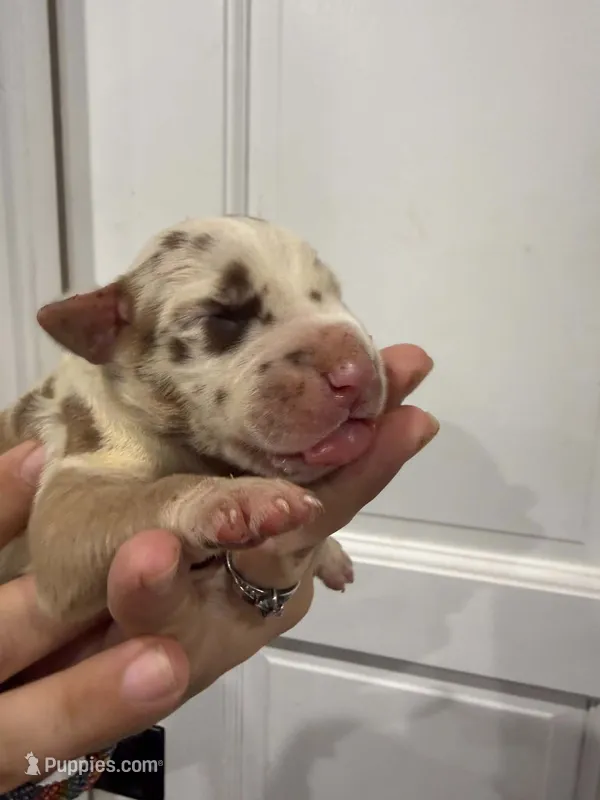 Duchess – Great Dane puppy for sale in Fort Myers, FL