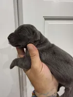 Dolly, a female Great Dane for sale in Fort Myers, FL – 2 of 3