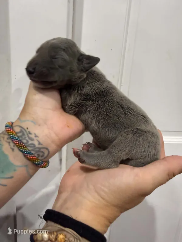 Daisy – Great Dane puppy for sale in Fort Myers, FL