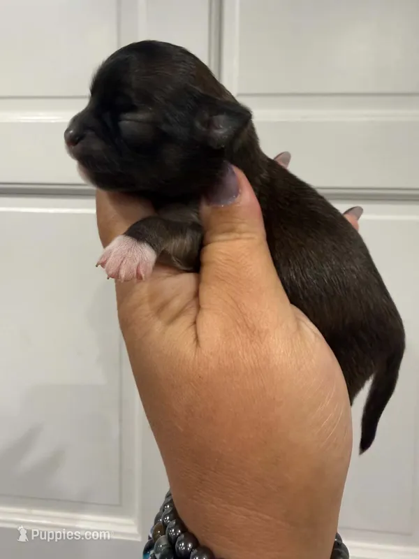 Cole  – Chihuahua puppy for sale in Fort Myers, FL