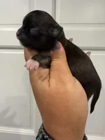 Cole , a male Chihuahua for sale in Fort Myers, FL – 1 of 3
