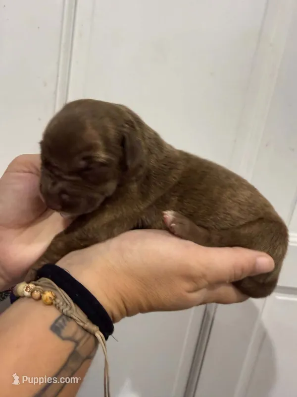 Dixie – Great Dane puppy for sale in Fort Myers, FL