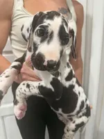 Bruce, a male Great Dane for sale in Fort Myers, FL – 1 of 2