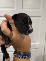 chance, a male Great Dane for sale in Fort Myers, FL – 3 of 3