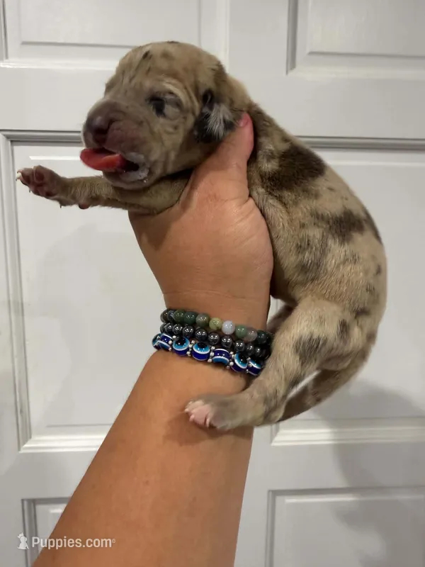 Cookie – Great Dane puppy for sale in Fort Myers, FL