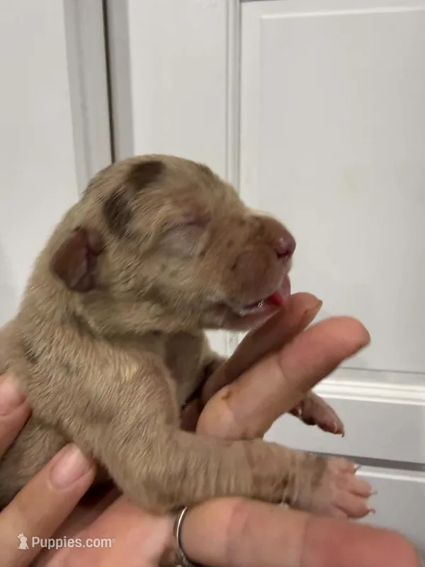 Darla – Great Dane puppy for sale in Fort Myers, FL
