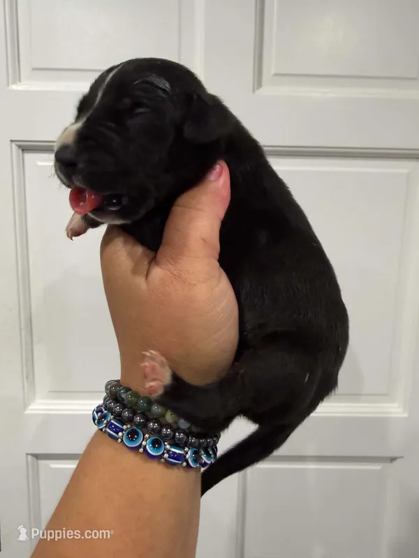 chance – Great Dane puppy for sale in Fort Myers, FL