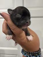 Cole , a male Chihuahua for sale in Fort Myers, FL – 2 of 3
