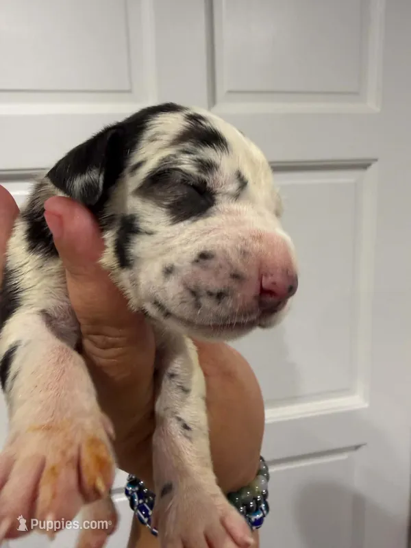 Carrie – Great Dane puppy for sale in Fort Myers, FL