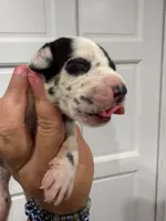 Coral, a female Great Dane for sale in Fort Myers, FL – 1 of 3
