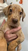 Baxter, a male Great Dane for sale in Fort Myers, FL – 1 of 3