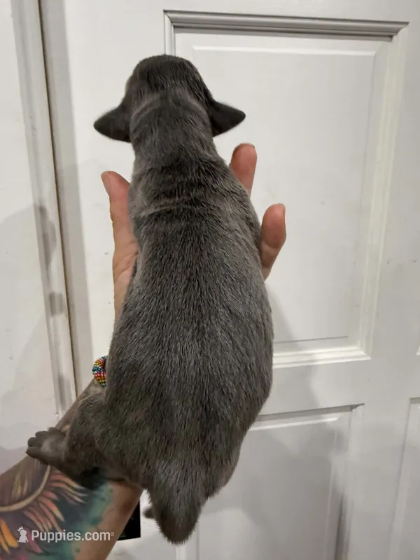 Dolly – Great Dane puppy for sale in Fort Myers, FL