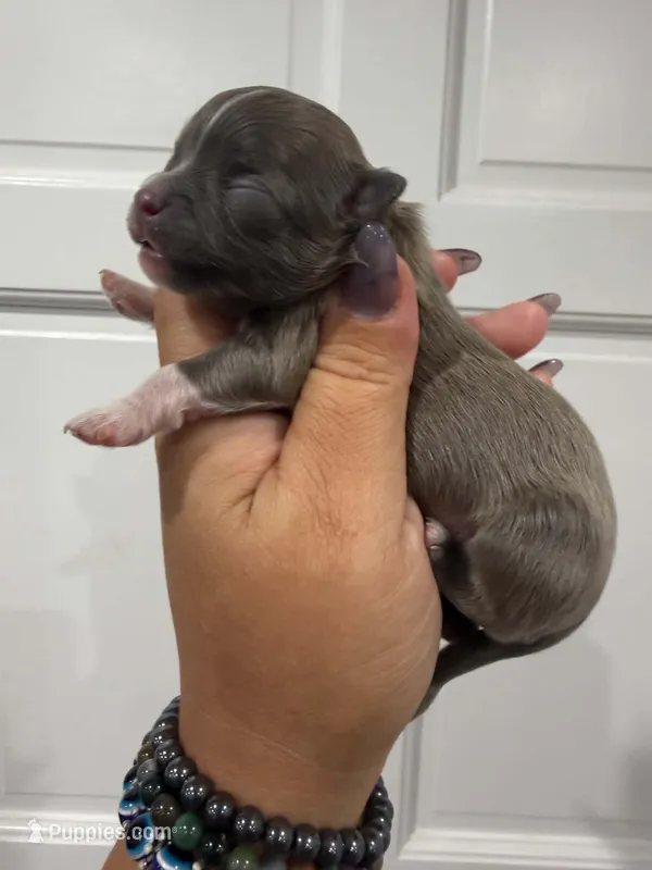Cane – Chihuahua puppy for sale in Fort Myers, FL