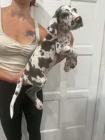 Benny, a male Great Dane for sale in Fort Myers, FL – 1 of 2