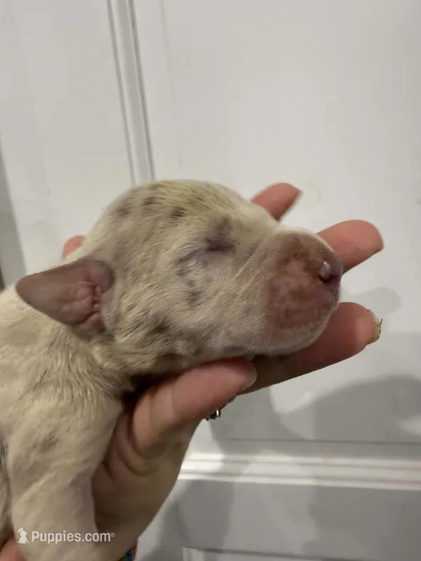 Diva – Great Dane puppy for sale in Fort Myers, FL