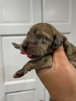 Cinnamon, a female Great Dane for sale in Fort Myers, FL – 3 of 3