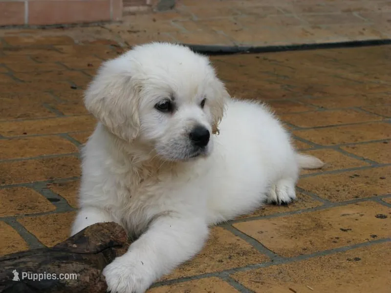 Katy – Golden Retriever puppy for sale in Buffalo, NY