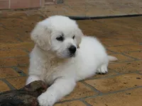 Katy, a female Golden Retriever for sale in Buffalo, NY – Photo 1 of 4