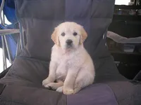 Katy, a female Golden Retriever for sale in Buffalo, NY – Photo 3 of 4
