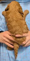 Teacup mini Valentino, a male Miniature Goldendoodle for sale in Menomonee Falls, WI – 3 of 3