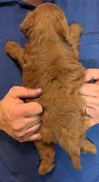 Mini Bennett, a male Miniature Goldendoodle for sale in Menomonee Falls, WI – 3 of 3