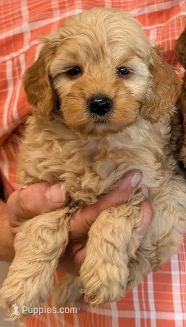 Petite Mini Yasmin – Miniature Goldendoodle puppy for sale in Menomonee Falls, WI