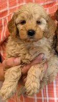 Petite Mini Yasmin, a female Miniature Goldendoodle for sale in Menomonee Falls, WI – 1 of 1