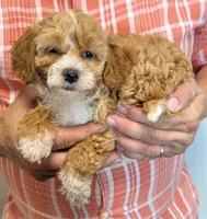 Petite mini Rylee, a female Miniature Goldendoodle for sale in Menomonee Falls, WI – 2 of 3