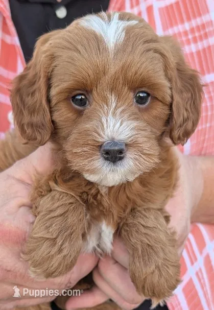 Petite mini Dalary – Miniature Goldendoodle puppy for sale in Menomonee Falls, WI
