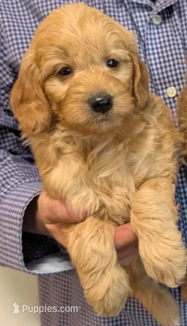 Mini Yaffe – Miniature Goldendoodle puppy for sale in Menomonee Falls, WI