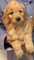 Mini Yaffe, a male Miniature Goldendoodle for sale in Menomonee Falls, WI – 1 of 1