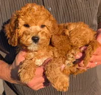 Mini Malik, a male Miniature Goldendoodle for sale in Menomonee Falls, WI – 2 of 3