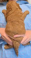 Petite mini Vikrum, a male Miniature Goldendoodle for sale in Menomonee Falls, WI – 3 of 3