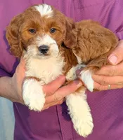 Mini Memphis, a female Miniature Goldendoodle for sale in Menomonee Falls, WI – 2 of 3