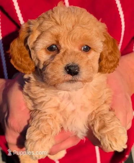 Tiny Petite Bonita – Miniature Goldendoodle puppy for sale in Menomonee Falls, WI