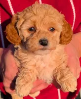 Tiny Petite Bonita, a female Miniature Goldendoodle for sale in Menomonee Falls, WI – Photo 1 of 3
