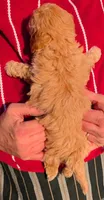 Tiny Petite Bonita, a female Miniature Goldendoodle for sale in Menomonee Falls, WI – Photo 3 of 3