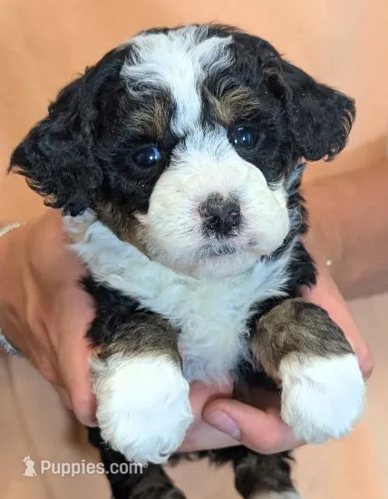 Mini Zaylee – Miniature Bernedoodle puppy for sale in Menomonee Falls, WI