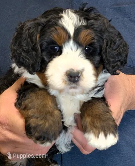 Mini Kason – Miniature Bernedoodle puppy for sale in Menomonee Falls, WI
