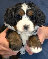 Mini Kason, a male Miniature Bernedoodle for sale in Menomonee Falls, WI – 1 of 3