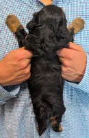 Mini Zayne, a male Miniature Goldendoodle for sale in Menomonee Falls, WI – 3 of 3