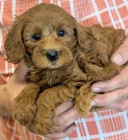 Mini Ballina, a female Miniature Goldendoodle for sale in Menomonee Falls, WI – 2 of 3