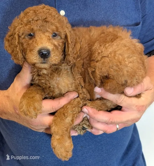 Mini Bowie – Miniature Goldendoodle puppy for sale in Menomonee Falls, WI