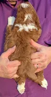Mini Memphis, a female Miniature Goldendoodle for sale in Menomonee Falls, WI – 3 of 3