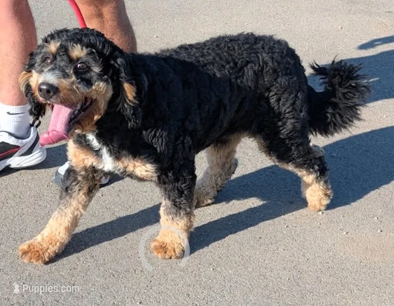 Stealth – Miniature Goldendoodle puppy for sale in Menomonee Falls, WI