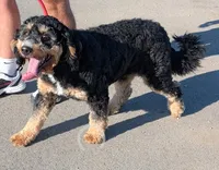 Stealth, a male Miniature Goldendoodle for sale in Menomonee Falls, WI – 1 of 4