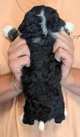 Mini Zaylee, a female Miniature Goldendoodle for sale in Menomonee Falls, WI – 3 of 3