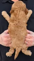 Petite mini Dimitri, a male Miniature Goldendoodle for sale in Menomonee Falls, WI – 3 of 3
