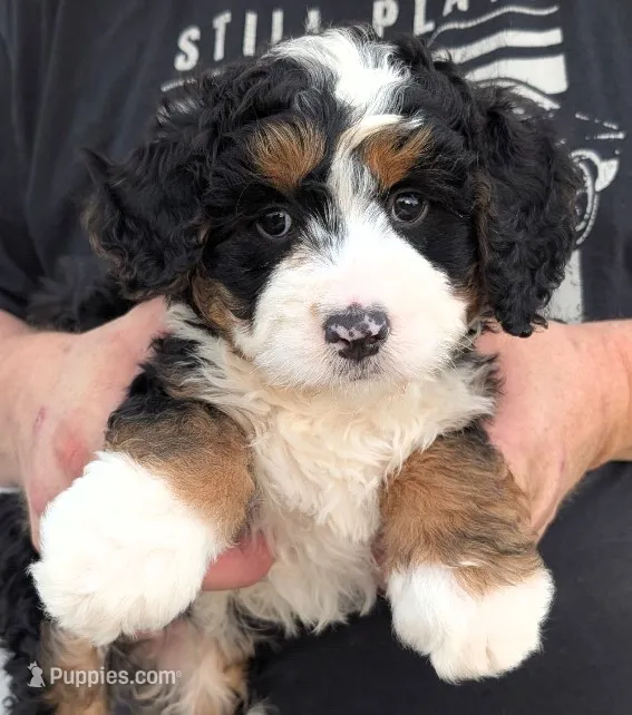 Mini Manley – Miniature Bernedoodle puppy for sale in Menomonee Falls, WI