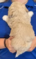 Petite mini Gino, a male Miniature Bernedoodle for sale in Menomonee Falls, WI – 3 of 3